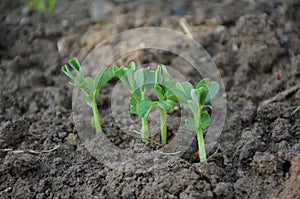 Bunch the small ripe green peas plant seedlings in the garden