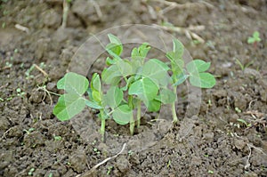 Bunch the small ripe green peas plant seedlings in the garden