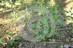 Bunch the small ripe green peas plant seedlings in the garden