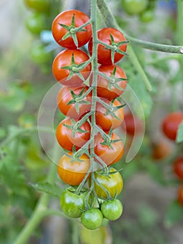 Bunch of small round organic tomatoes from Pachino, Sicily, Italy
