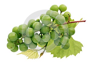 Bunch of small unripe sour green grapes with leaves