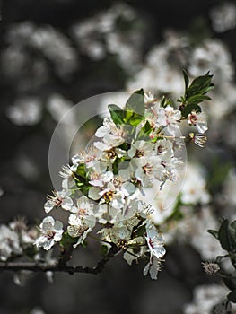 Bunch of small white flowers clumped together on a branch