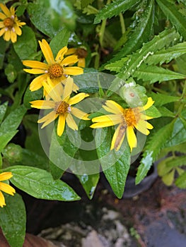 Yellow Broadleaf arnica, arnica latifolia