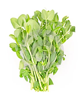 Bunch of snow pea microgreen from above