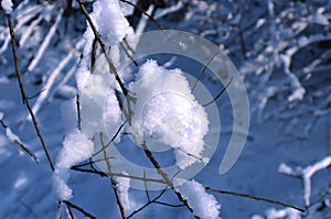 A bunch of snow on a tree branch