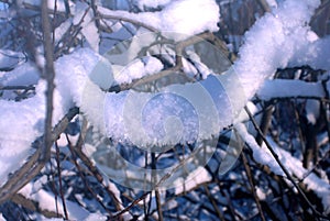 A bunch of snow on a tree branch