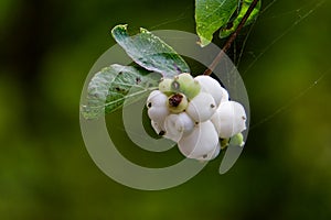 Bunch of Snowberries with spider webs