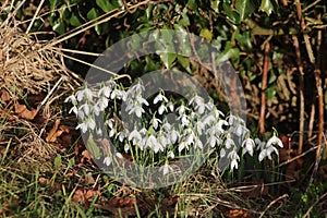 Bunch of snowdrops in sunlight under hedgerow