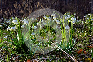 Bunch of snowflake flowers on the forest glade