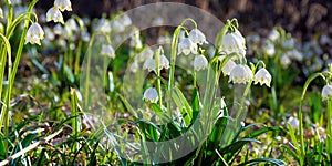 bunch of snowflake flowers on the forest glade