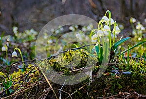 Bunch of snowflake flowers on a mossy hump
