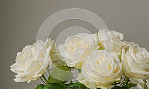 Bunch of Soft Beautiful White rose close up for valentine`s card or anyversary