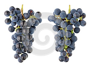 A bunch of sour black Isabella grapes - a view from both sides