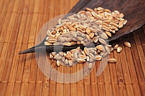 Bunch of spelt grains