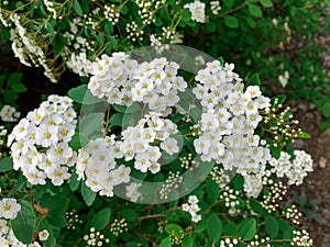 Bunch of Spiraea Van Houtte with small white flowers.