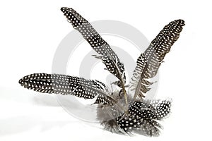 Bunch of Spotted Patterned and Textured Guinea Fowl Feathers