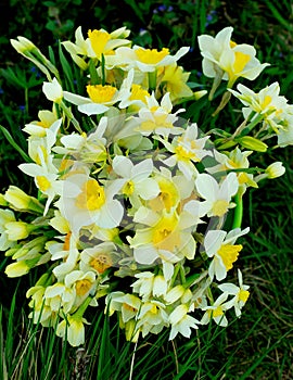 Bunch of Spring Daffodils