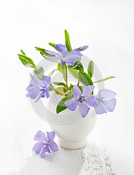 Bunch of spring flowers Vinca in eggshell on the white wooden plank.