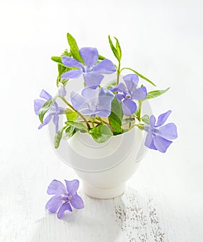 Bunch of spring flowers Vinca in eggshell on the white wooden plank. Shallow depth of field, focus on near flowers. Easter decor