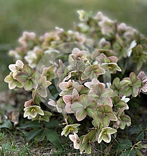 Bunch spring hellebore green - Helleborus viridis.