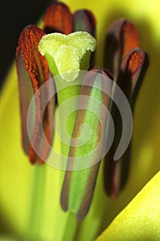 Bunch of stamens of lily