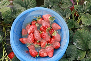 Bunch of strawberries in basket