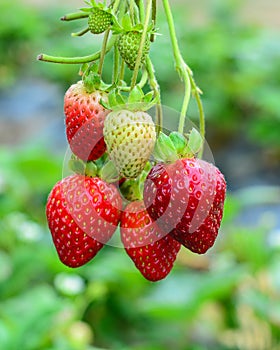 Bunch of strawberries on a branch