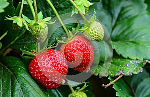 Bunch of strawberries photo