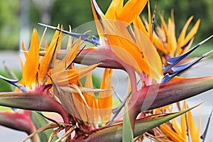 Bunch of strelizia flowers