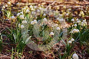 bunch of summer snowflake flowers blooming on a sunny day