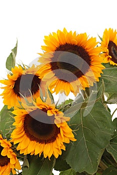 Bunch of sunflowers