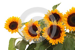 Bunch of sunflowers