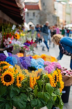 Bunch of sunflowers on the famous flower market at the Viru Gates in the Old Town of Tallinn, Estonia