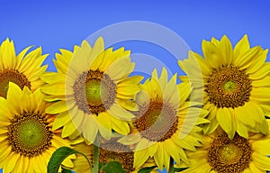 Bunch of sunflowers in high resolution image