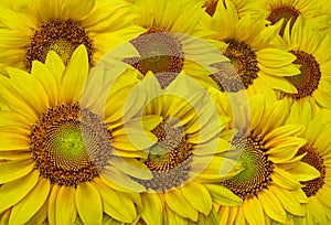 Bunch of sunflowers in high resolution image