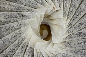 A bunch of swedish snus