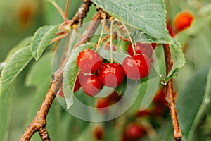 Bunch of sweet red cherries hanging on a cherry tree branch.Water droplets on fruit.Cherry orchard after the rain.Fruit harvest.
