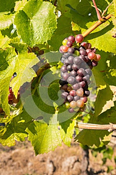 Bunch of syrah grapes growing on vine in vineyard at harvest time