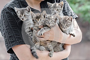 Bunch of tabby kittens in female hands