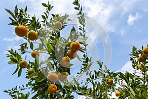 Bunch of tangerines on a tree in an organic orchard in Antalya\'s Akseki district.