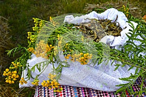 Bunch of a tansy ordinary Tanacetum vulgare L. lies on a linen bag with the dried-up medicinal vegetable raw materials