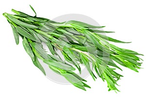 Bunch of tarragon leaves isolated on white background. Artemisia dracunculus