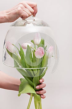 Bunch of tender pink tulips under glass pot