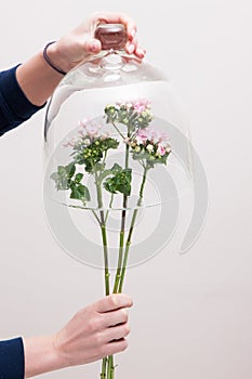 Bunch of tender purple flower under glass pot