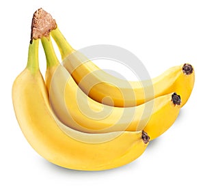 Bunch of three bananas isolated on a white background