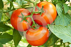 Bunch with three red tomatoes