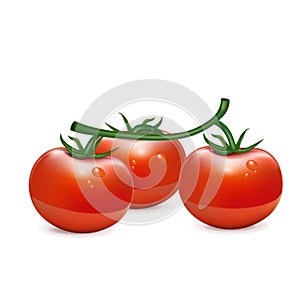 Bunch of three tomatoes isolated