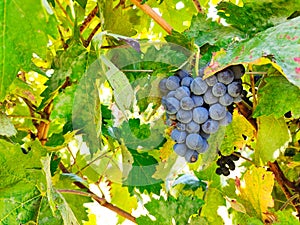 A bunch of Tinta de Toro Tempranillo grapes, Monte La Reina vineyard, Toro, Zamora, Spain photo