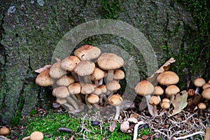 A bunch of Toadstools