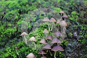 a bunch of toadstools. plants with spore seeds